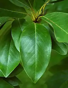 Leaf closeup