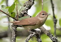 Many birds, such as this garden warbler, Sylvia borin, are countershaded. The lighter belly makes the bird appear almost evenly coloured when seen from the side.