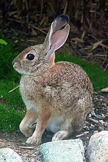 Brown rabbit