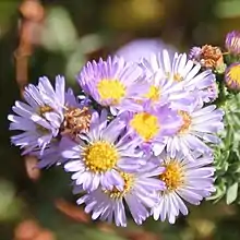 S. defoliatum: San Bernardino aster, 16 October 2016, San Diego County, California.