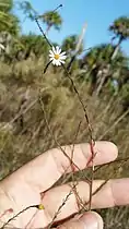 Stem and flower head