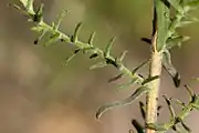 Leaves, stem, stem node, branch