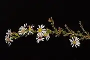 Larger inflorescence