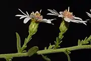 Inflorescence showing bracts, involucres, and phyllaries