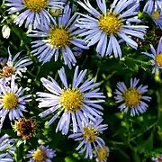 Flower heads close-up