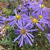 S. grandiflorum: Photo of Symphyotrichum grandiflorum taken 28 October 2020 near Fayetteville, North Carolina, US