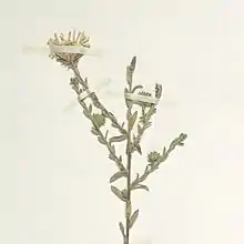 S. hintonii: Details of the inflorescence of a specimen of Symphyotrichum hintonii collected in Guerrero, Mexico, on 21 December 1937.