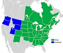 Native distribution in green: Canada — Manitoba, New Brunswick, Nova Scotia, Ontario, and Québec; US — Alabama, Arkansas, Colorado, Connecticut, Delaware, District of Columbia, Georgia, Illinois, Indiana, Iowa, Kansas, Kentucky, Maine, Maryland, Massachusetts, Michigan, Minnesota, Mississippi, Missouri, Nebraska, New Hampshire, New Jersey, New Mexico, New York, North Carolina, North Dakota, Ohio, Oklahoma, Pennsylvania, Rhode Island, South Carolina, South Dakota, Tennessee, Virginia, West Virginia, and Wisconsin. Introduced North American distribution in blue: US — Montana, Oregon, Utah, Washington, and Wyoming.