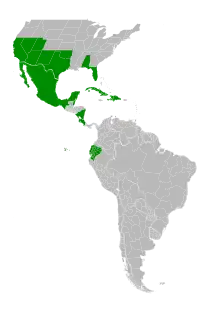 Symphyotrichum parviflorum native distribution: USA (Alabama, Arizona, California, Florida, Nevada, New Mexico, Oklahoma, Texas, Utah); Costa Rica; Belize; Cuba; Ecuador; Mexico (Aguascalientes, Baja California Norte, Baja California Sur, Campeche, Chiapas, Chihuahua, Coahuila, Colima, Ciudad de Mexico, Durango, Guanajuato, Guerrero, Hidalgo, Jalisco, México State, Michoacan, Morelos, Nayarit, Nuevo León, Oaxaca, Puebla, Querétaro, Quintana Roo, San Luis Potosí, Sinaloa, Sonora, Tabasco, Tamaulipas, Tlaxcala, Veracruz, Yucatán, Zacatecas); Belize; Nicaragua; Haiti; Dominican Republic.