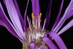 Flower head side view with rays pulled back