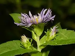 Involucre showing phyllaries and bracts