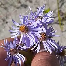 S. robynsianum photographed 24 August 2019, Longridge Point, Cochrane district, Ontario, Canada.