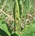 Larvae on new spring leaves