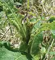 Last instar larva on a flower of Triosteum perfoliatum