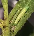 Three larvae secreted in a leaf axil