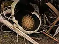 A cut-away view of the spadix (flower cluster) inside the spathe of the skunk cabbage.