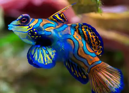 Mandarin dragonet