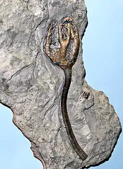 Onychocrinus (Carboniferous, United States)