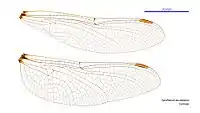 Female wings