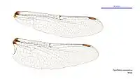 Male wings