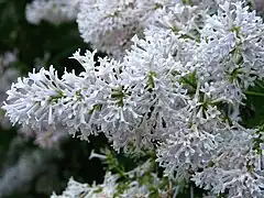 Syringa 'Oberon'