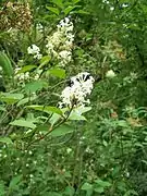 Syringa emodi flowers