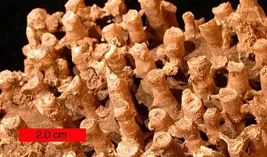 Syringopora from the Boone Formation of Arkansas.