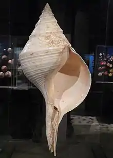 spindle shape – the sea snail Syrinx aruanus has the largest shell of any living gastropod.