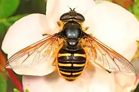 Sericomyia chalcopyga