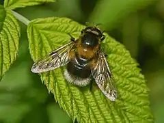 Volucella bombylans var. plumata, male