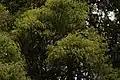 Canopy with mature leaves