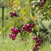 Syzygium jambos