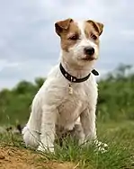 Jack Russell Terrier puppy