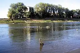 The remains of the Ottoman wooden bridge pile marks in Szolnok