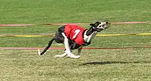 A black and white dog wearing a red jacket emblazoned with the number one. The dog is running, with all four legs tucked under its body and off the ground.