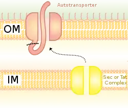 Type V Secretion system