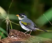 Saffron-billed sparrow (Arremon flavirostris)