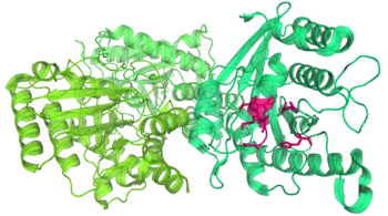 Toc34 from a pea plant. Toc34 has three almost identical molecules (shown in slightly different shades of green), each of which forms a dimer with one of its adjacent molecules. Part of a GDP molecule binding site is highlighted in pink.