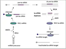 ta-siRNA biogenesis in arabidopsis.