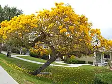 Tabebuia aurea