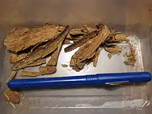 Pieces of root bark of Tabernanthe iboga of the type which Griffon du Bellay collected in Cap López while amassing his ethnobotanical collection.