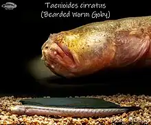 Taenioides cirratus (Bearded Worm Goby)