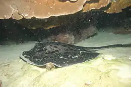 The blotched fantail ray feeds on bottom-dwelling fish, bivalves, crabs, and shrimps.