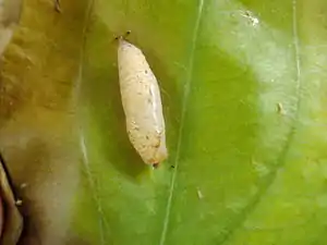 Pupa