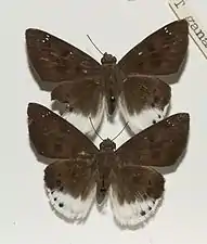 Museum specimens from Malaya