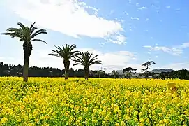 Rape Blossoms