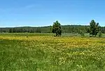 A meadow with wildflowers.