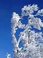 Frosts on trees at the top of Mount Takami (1) (January 2009)