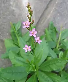 "flowers and foliage"