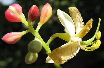 Tamarind flowers